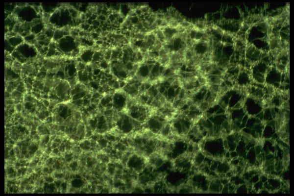 406079 Nebulous Green Web A4 Photo Print