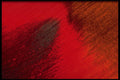 406081 Red Gleam A4 Photo Print