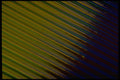 406092 Yellow blue Diagonal Stripes A4 Photo Print