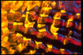 406099 Yellow red Blue Glimmer A4 Photo Print