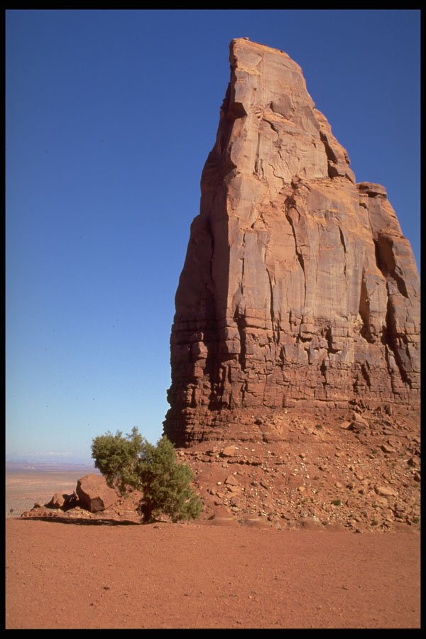 407053 The Camel A4 Photo Print