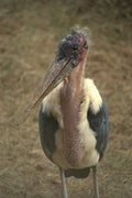 408000 Marabu A4 Photo Print