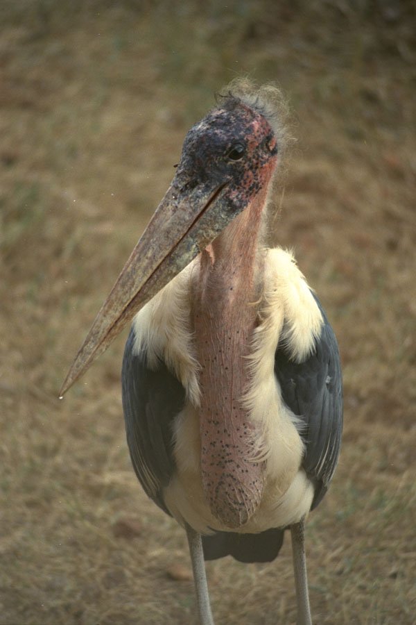 408000 Marabu A4 Photo Print