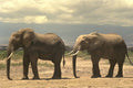 408001 Two Elephants Walking In A Row A4 Photo Print