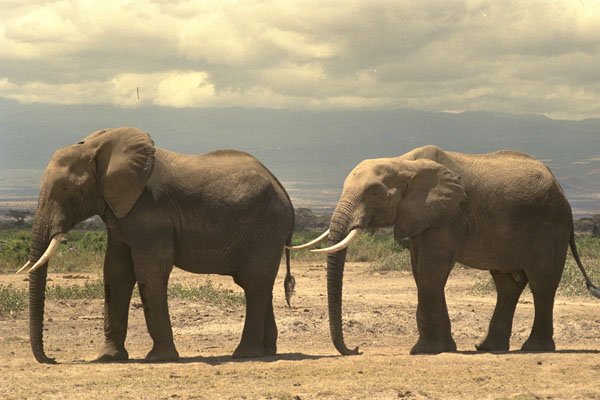 408001 Two Elephants Walking In A Row A4 Photo Print