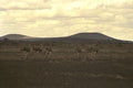 408003 A Group Of Ostriches A4 Photo Print