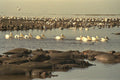 408004 Hippos And Pelicans A4 Photo Print