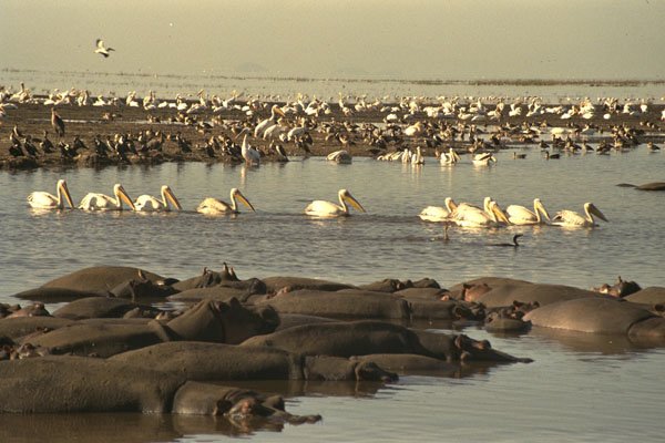 408004 Hippos And Pelicans A4 Photo Print