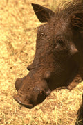 408005 Warthog Head A4 Photo Print