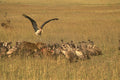 408006 Hyenas And Spectators A4 Photo Print