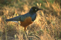 408007 A Bird Radiates Blue In The Morning Sun A4 Photo Print