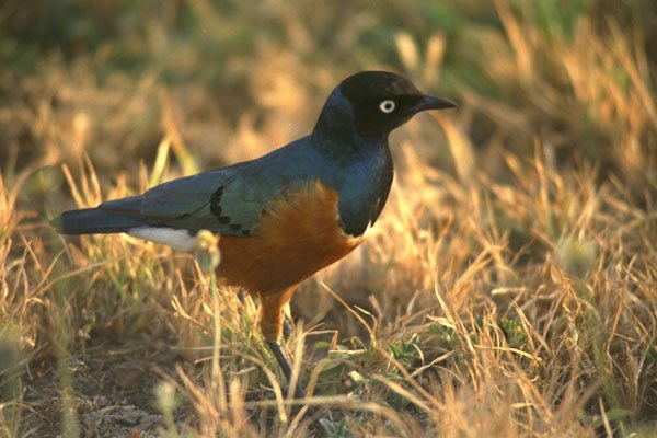 408007 A Bird Radiates Blue In The Morning Sun A4 Photo Print
