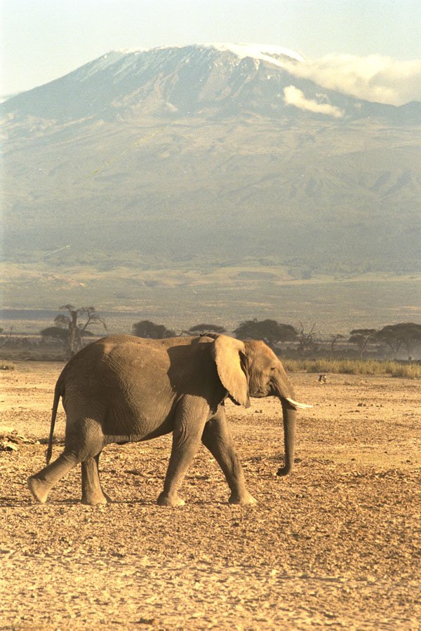 408008 Elephant In Front Of Kilimanjaro A4 Photo Print