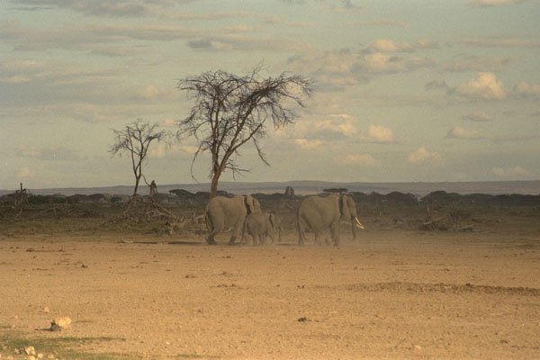 408009 Elephant Family A4 Photo Print