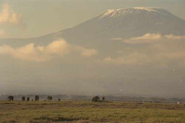 408010 Elephants On The Plain A4 Photo Print