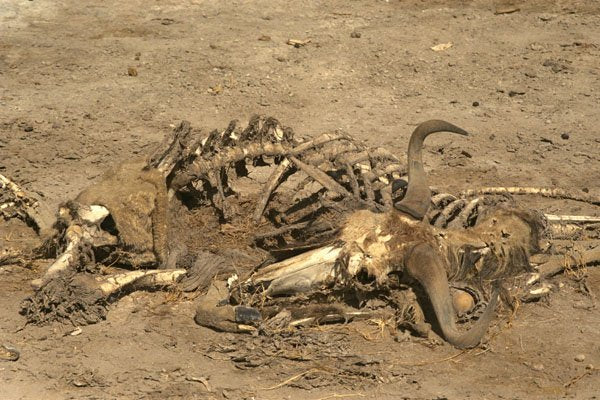 408011 Gnu Skeleton A4 Photo Print