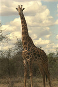 408012 Giraffe A4 Photo Print