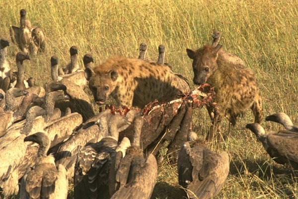 408013 Hyena's Prey With Vultures A4 Photo Print