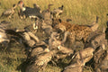 408014 Hyena In The Middle Of Vultures A4 Photo Print