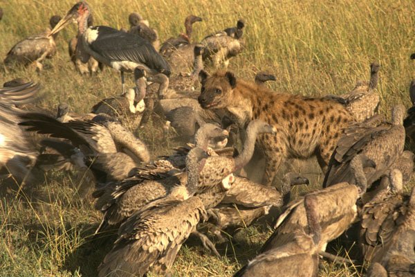 408014 Hyena In The Middle Of Vultures A4 Photo Print