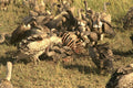 408015 Vultures With Gnu Skeleton A4 Photo Print