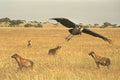 408016 Marabu Flying Over Hyena's Head A4 Photo Print