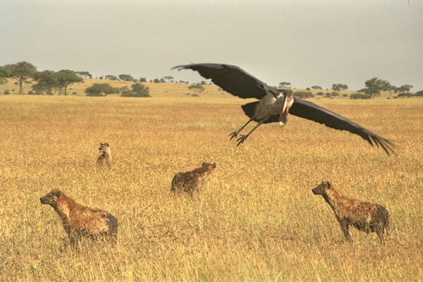 408016 Marabu Flying Over Hyena's Head A4 Photo Print