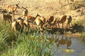 408017 Antelopes At A Watering Place A4 Photo Print