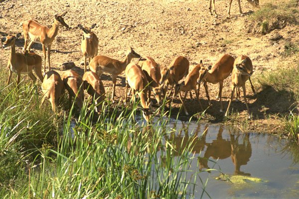 408017 Antelopes At A Watering Place A4 Photo Print
