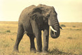 408018 Old Elephant A4 Photo Print
