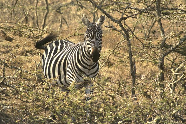 408019 Zebra In The Bush A4 Photo Print