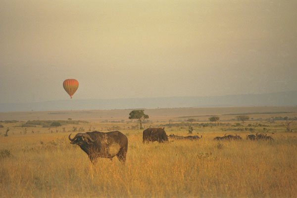 408020 Buffalo On The Plain A4 Photo Print