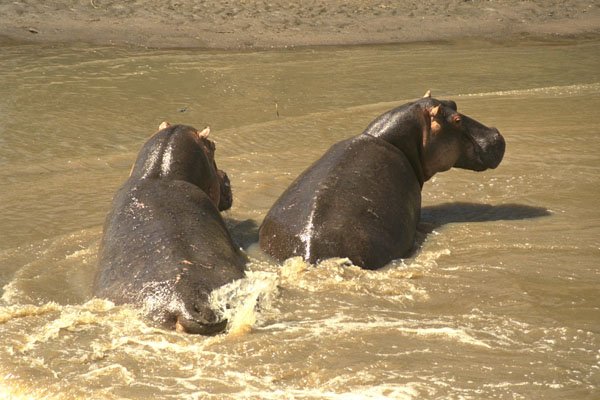 408021 Two Hippos A4 Photo Print