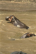 408022 Swimming In The Hippo Pool A4 Photo Print