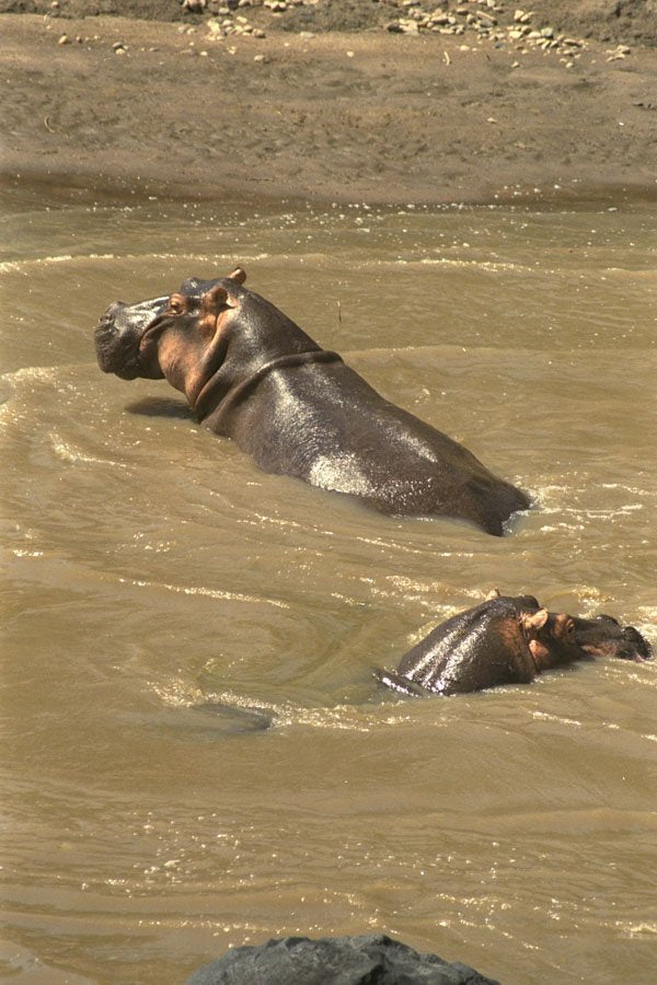 408022 Swimming In The Hippo Pool A4 Photo Print