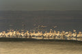 408023 Pelicans A4 Photo Print