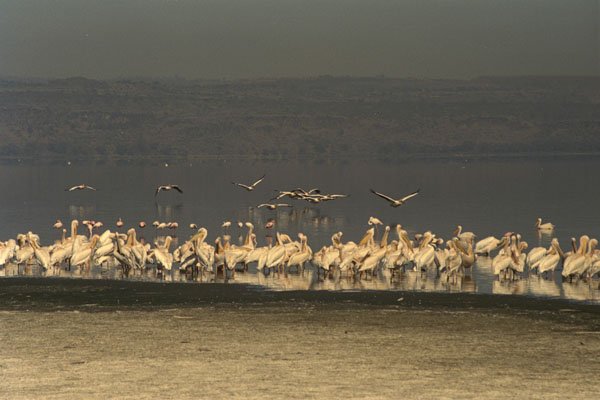 408023 Pelicans A4 Photo Print