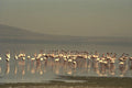 408024 Flamingos A4 Photo Print