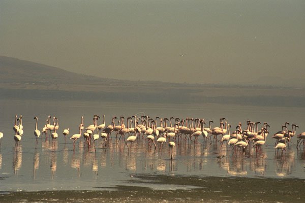 408024 Flamingos A4 Photo Print
