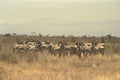 408025 Zebra Herd A4 Photo Print