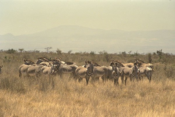 408025 Zebra Herd A4 Photo Print