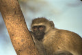 408026 Monkey A4 Photo Print