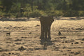 408027 Elephant Surrounded By Monkeys A4 Photo Print