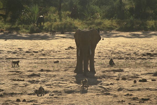 408027 Elephant Surrounded By Monkeys A4 Photo Print