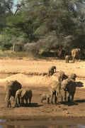 408028 Elephant Family By The River A4 Photo Print