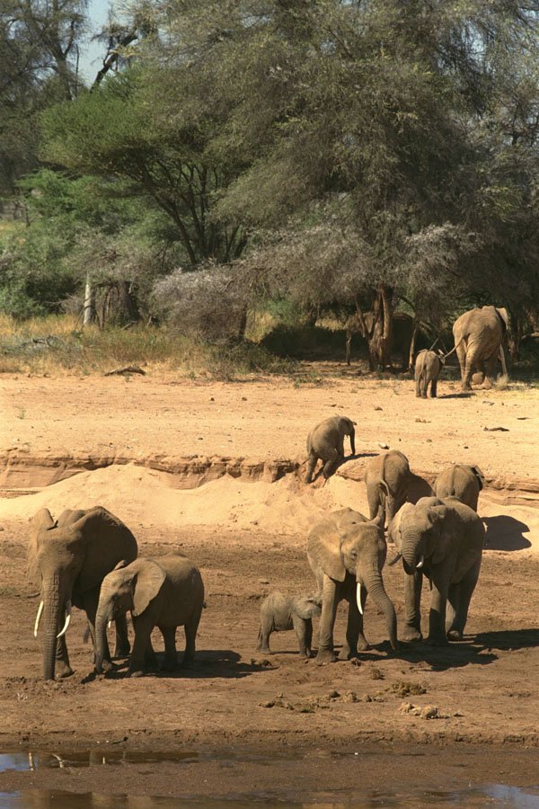 408028 Elephant Family By The River A4 Photo Print