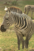 408029 Zebra A4 Photo Print