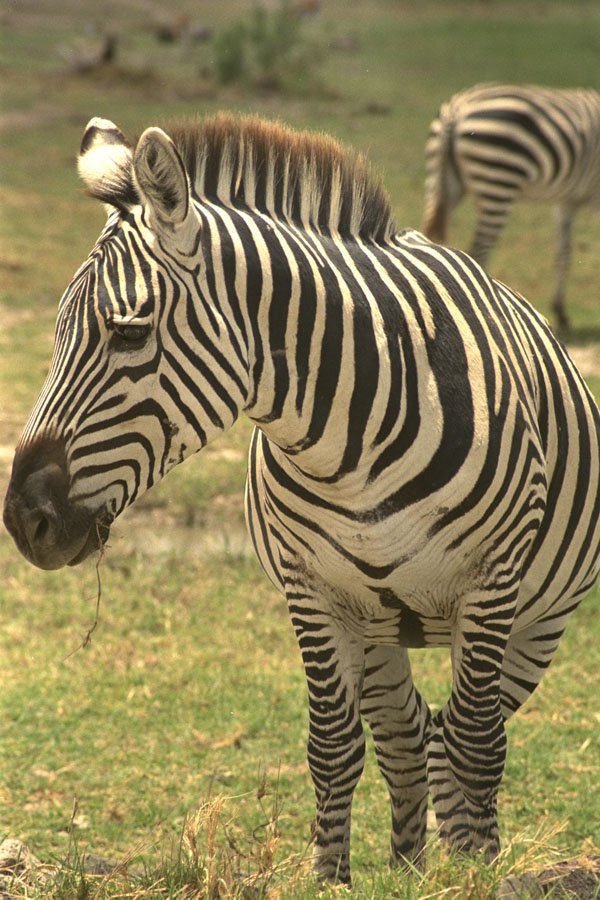 408029 Zebra A4 Photo Print
