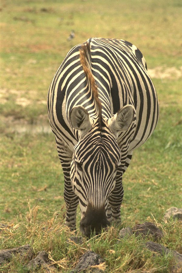 408030 Zebra Eating Grass A4 Photo Print