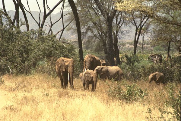 408031 Elephant Family In The Bush A4 Photo Print